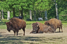 La ferme des bisons